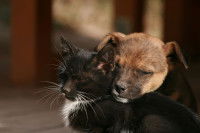 Le rôle de l'environnement familial dans la santé des chats et des chiens