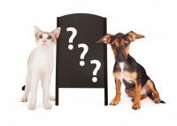 La relation humain/animal et la santé de l'animal