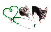 Habituer son animal aux situations inhabituelles