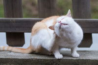 Un chat balnc et roux se gratte derrière l'oreille