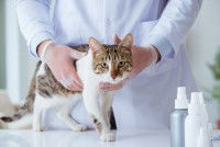 Un vétérinaire tient dans ses mains un chat blanc et gris