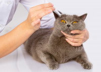 Un vétérinaire examine un chat gris aux yeux orange