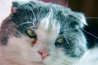 Un chat gris et blanc souffrant d'une conjonctivite