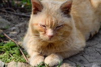 Un chat tigré roux souffrant d'une conjonctivite est ébloui par le soleil