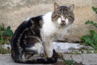 Un gros chat qui peine à ouvrir ses yeux