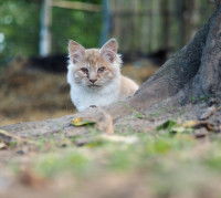 Un chat roux et blanc assis au pied d'un arbre