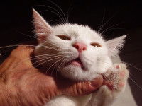 Un maitre essaye de regarder les yeux de son chat souffrant