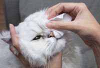 Un gros chat blanc se fait nettoyer les yeux par sa maitresse