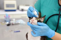 Une vétérinaire met des gouttes dans l'oeil du chat