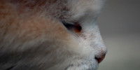 Un chat avec un corps étranger dans l'oeil