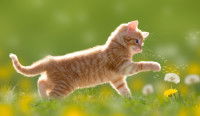 Un chaton roux joue avec le pollen des fleurs