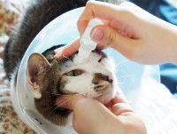 Une femme met des gouttes dans les yeux de son chat