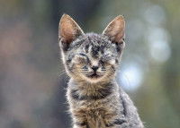Un chat gris tabby avec les yeux fermés