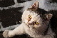 Un chat noir et blanc avec des problèmes aux yeux