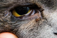 Gros plan sur l'oeil d'un British Shorthair avec un entropion