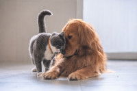Un chat gris et un chien roux se font un câlin