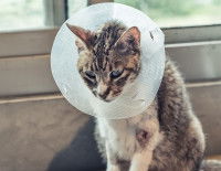 Un chat avec une conjonctivite porte une collerette