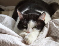 Un chat noir et blanc malade allongé sur une couverture