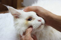 Un homme examine les yeux de son Maine Coon atteint de conjonctivite