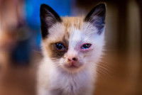 Un chaton tricolore avec une conjonctivite dans les deux yeux