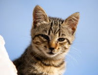 Un chat Européen souffrant de coryza