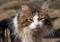 Un chat malade et à l'air triste