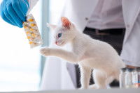 Un chaton tente d'attraper une plaquette de médicaments