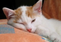 Un chaton fatigué car malade