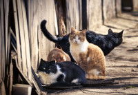 Trois chats errants côte à côte dans la rue