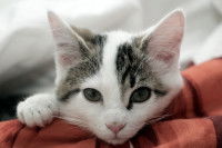 Un petit chaton à l'air triste