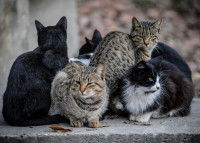 Un groupe de chats errants assis côte à côte sur un muret