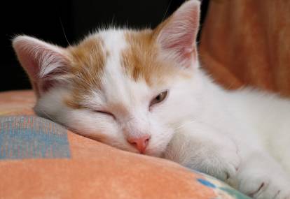Le coryza du chat : symptômes, durée de vie, traitement, vaccin..., image size:414x285