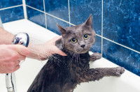 Un chat gris foncé prenant sa douche
