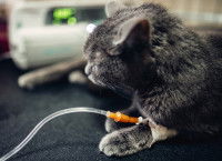Un chat au pelage foncé avec une perfusion à la patte