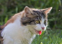 Un chat tricolore haletant car il est trop exposé au soleil