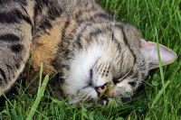 Un chat tigré couché de tout son long dans l'herbe