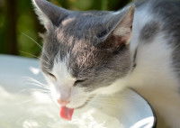 Un chat gris et blanc buvant dans un bol d'eau