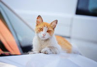 Un chat roux et blanc couché sur le capot d'une voiture