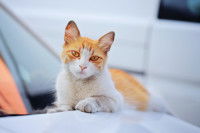 Un chat roux et blanc allongé sur une voiture au soleil