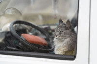 Un chat est enfermé dans une voiture