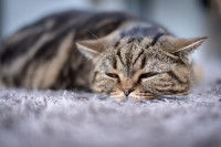 Un gros chat malade est allongé sur le tapis