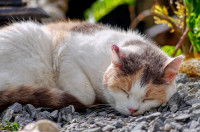 Un chat avec un coup de soleil sur l'oreille