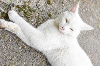 Un chat blanc est allongé au soleil