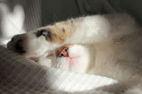 Un chat tricolore se protège du soleil avec sa patte