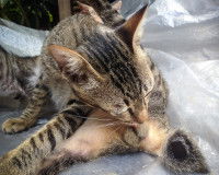 Un chat mâle en train de se lécher les testicules