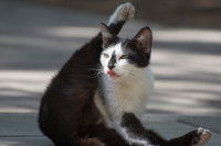 Un chat noir et blanc en train de faire sa toilette