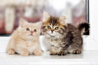 Deux jeunes chatons devant une fenêtre