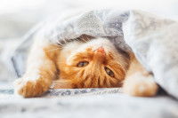 Un chat roux couché sur le dos sous une couverture