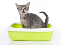 Un chaton gris dans sa litière verte