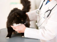 Un chat noir et blanc chez le vétérinaire